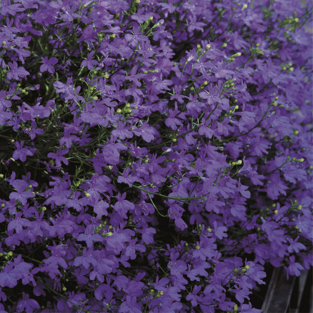 Lobelia Star Deep Blue Lobelia Star Deep Blue