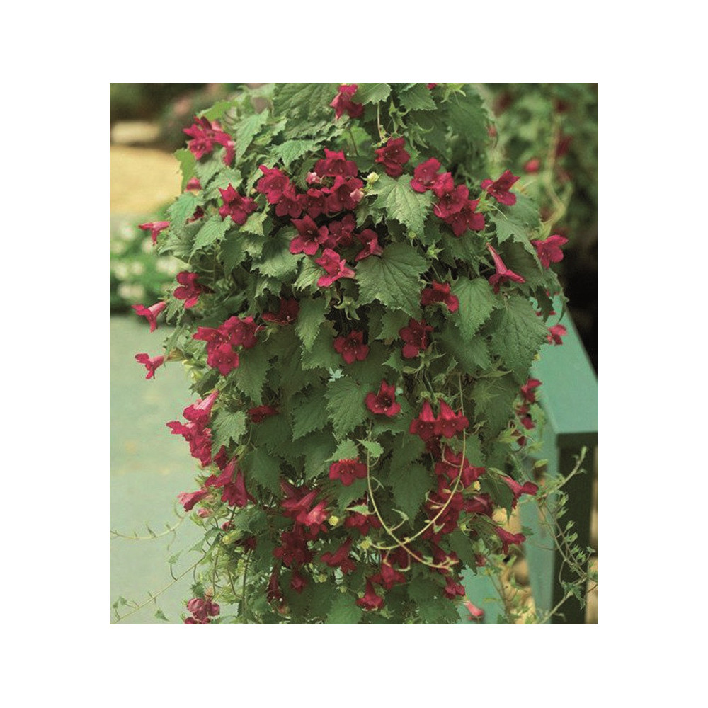 Lophos Perfum Lofos Wine Red Lophos Perfum Lofos Wine Red