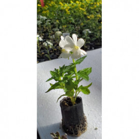 Nemesia Sunpeddle White Perfume 