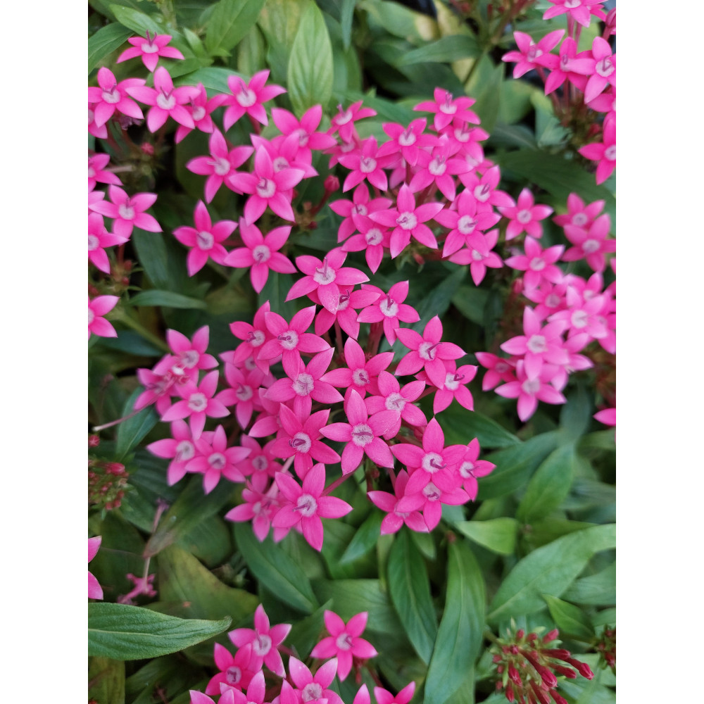 Pentas Rose Pentas Rose