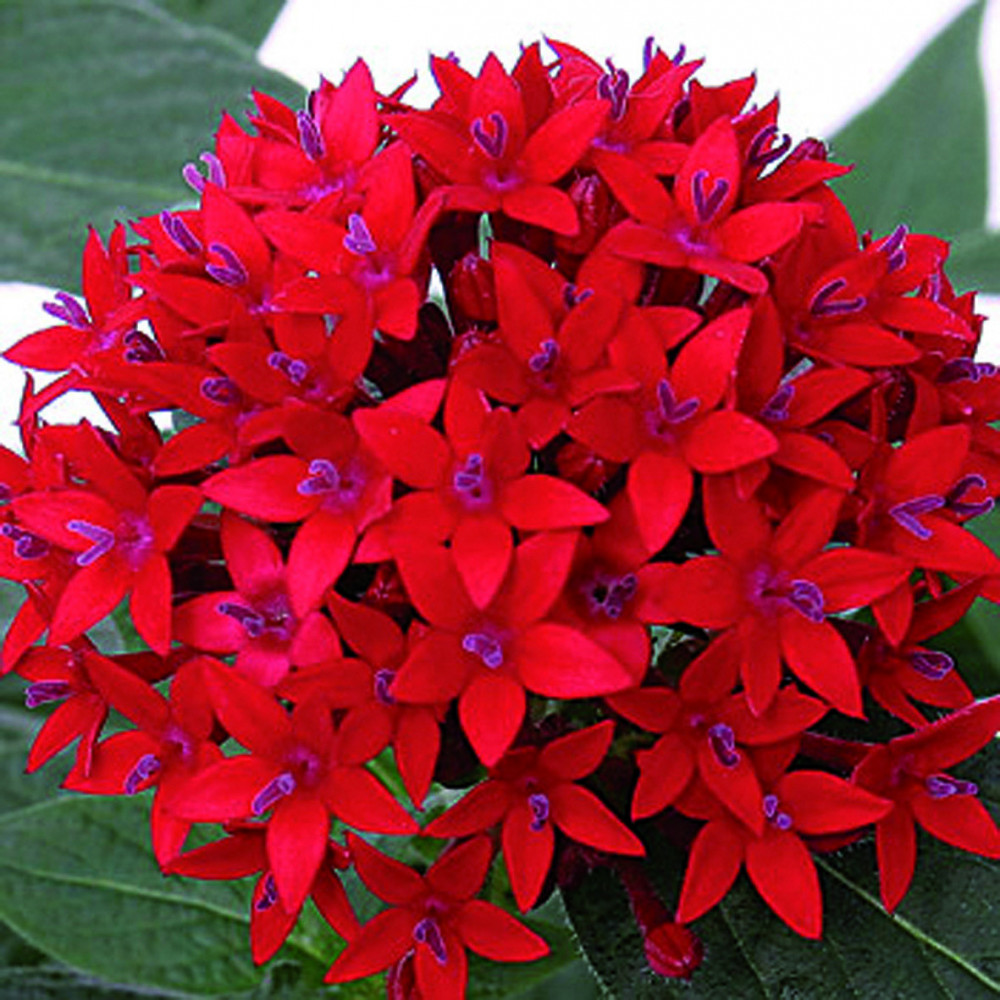 Pentas Rouge Pentas Rouge