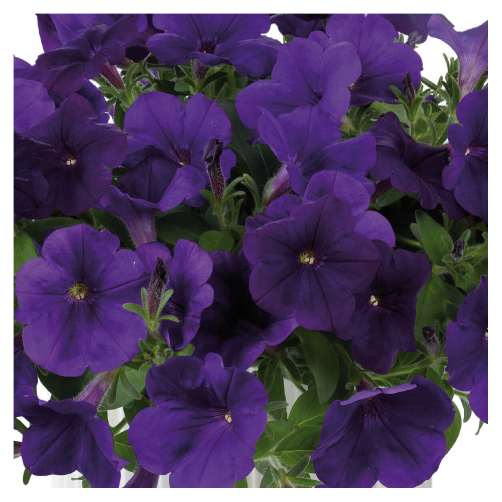 Pétunia Capella Indigo Bleu Foncé Pétunia Capella Indigo Bleu Foncé