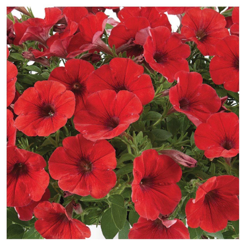 Pétunia Capella Ruby Red Rouge Pétunia Capella Ruby Red Rouge