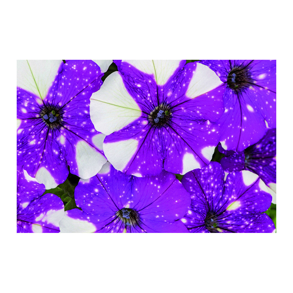 Petunia Constellation Gemini Violet Et Blanc Petunia Constellation Gemini Violet Et Blanc