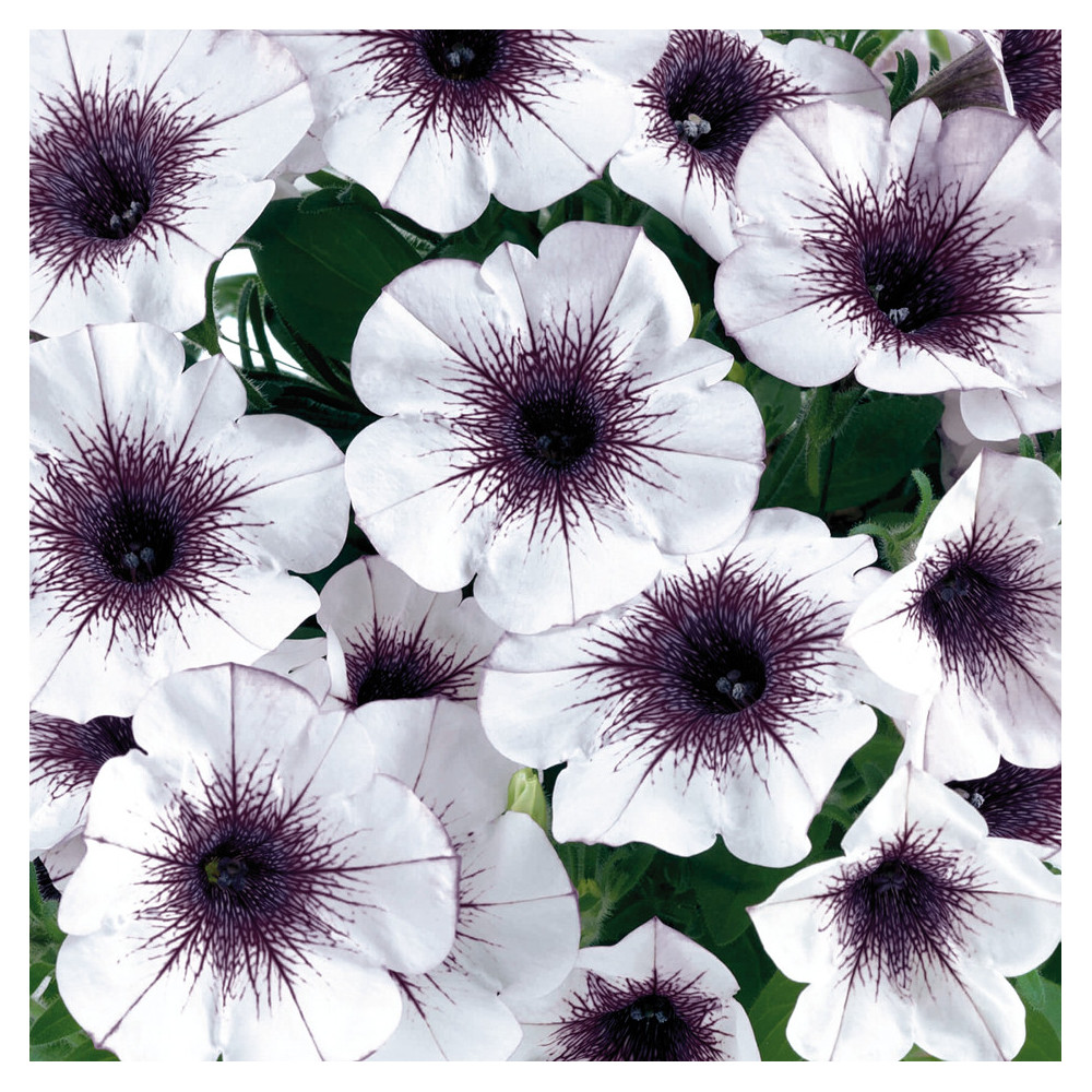Petunia Crasytunia Black And White Blanc Coeur Noir Petunia Crasytunia Black And White Blanc Coeur Noir