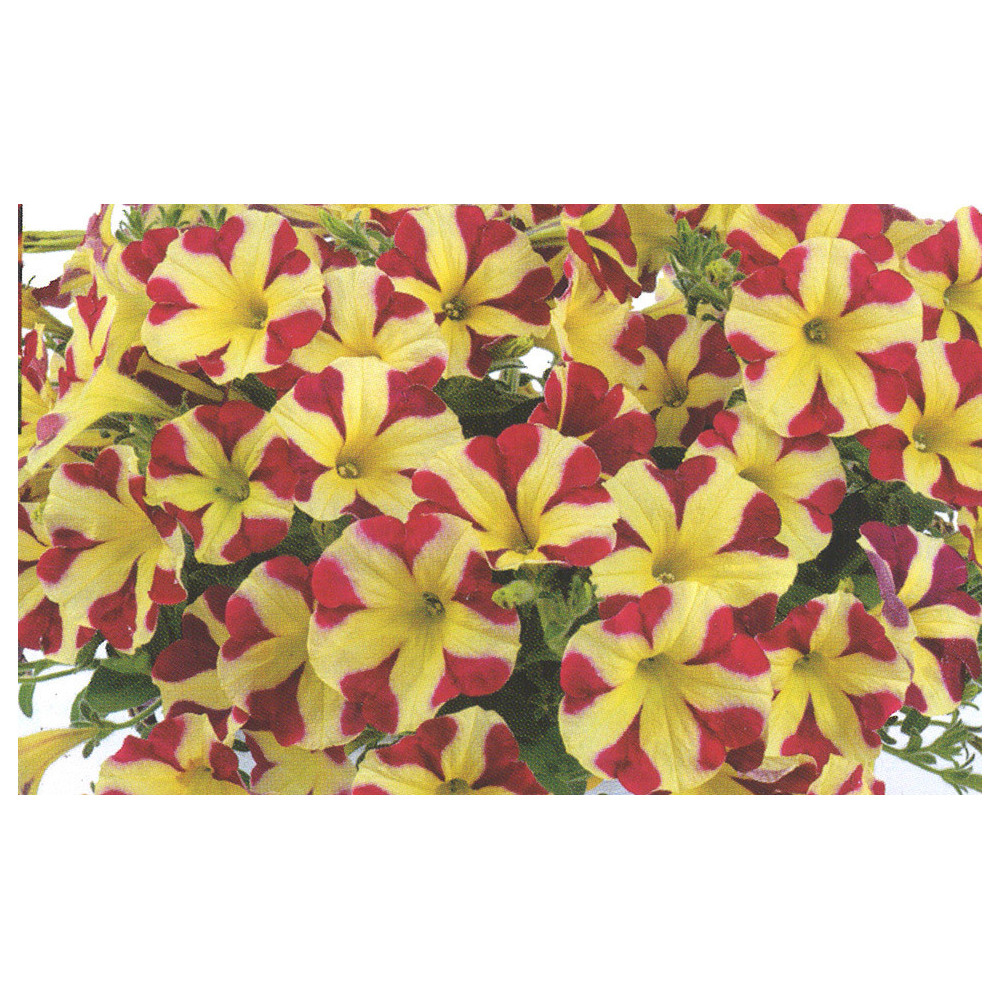Petunia Amore Queen Of Hearts Jaune Et Rouge Petunia Amore Queen Of Hearts Jaune Et Rouge