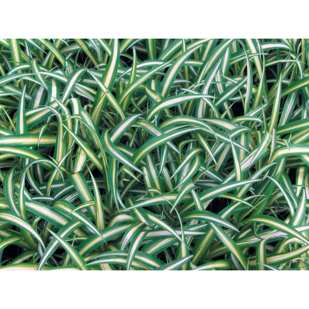 Phalangium Chlorophytum Phalangium Chlorophytum
