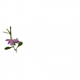 Scaevola Bleu 