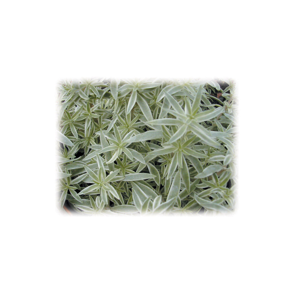 Sédum Linearis Sédum Linearis