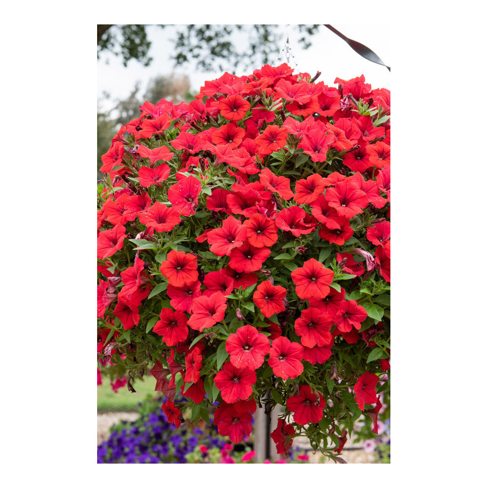 Surfinia Red Surfinia Red