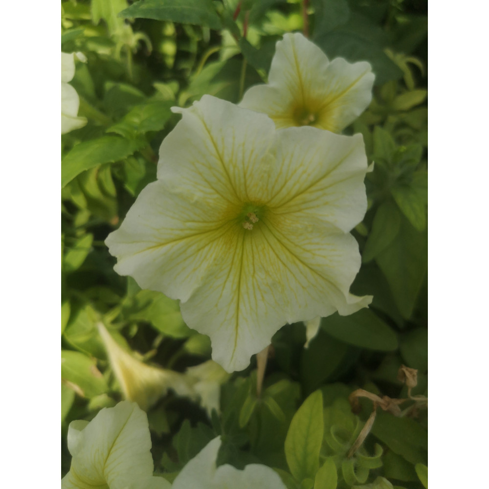 Surfinia Yellow Surfinia Yellow