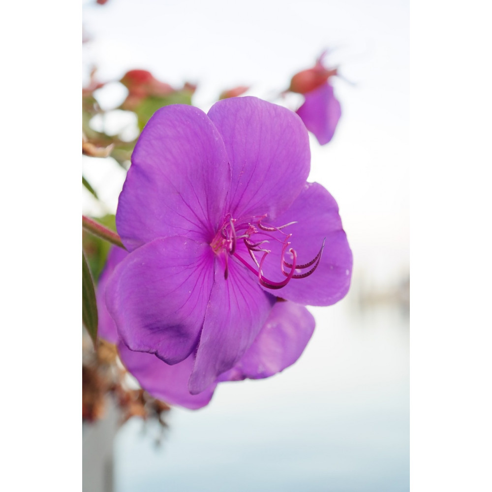 Tibouchina Tibouchina