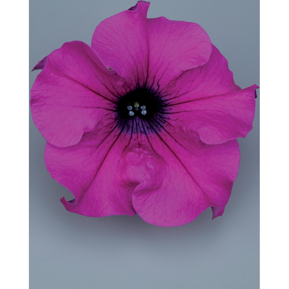 Surfinia Giant Purple Surfinia Giant Purple