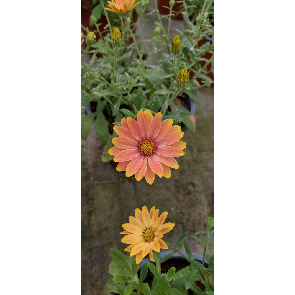 Osteospermum Osticade Daybreak Cuivre Clair Osteospermum Osticade Daybreak Cuivre Clair