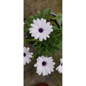 Osteospermum Osticade Pure White