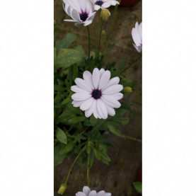 Osteospermum Osticade Pure White 