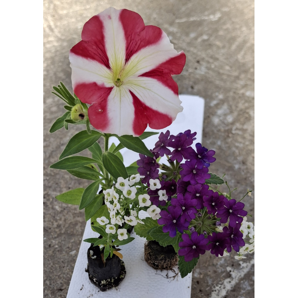 Plantes Pour Suspension Par 3 Plantes Pour Suspension Par 3