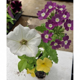 Plantes Pour Suspension Par 3 