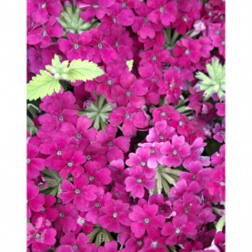 Verveine Vanessa Bordeaux