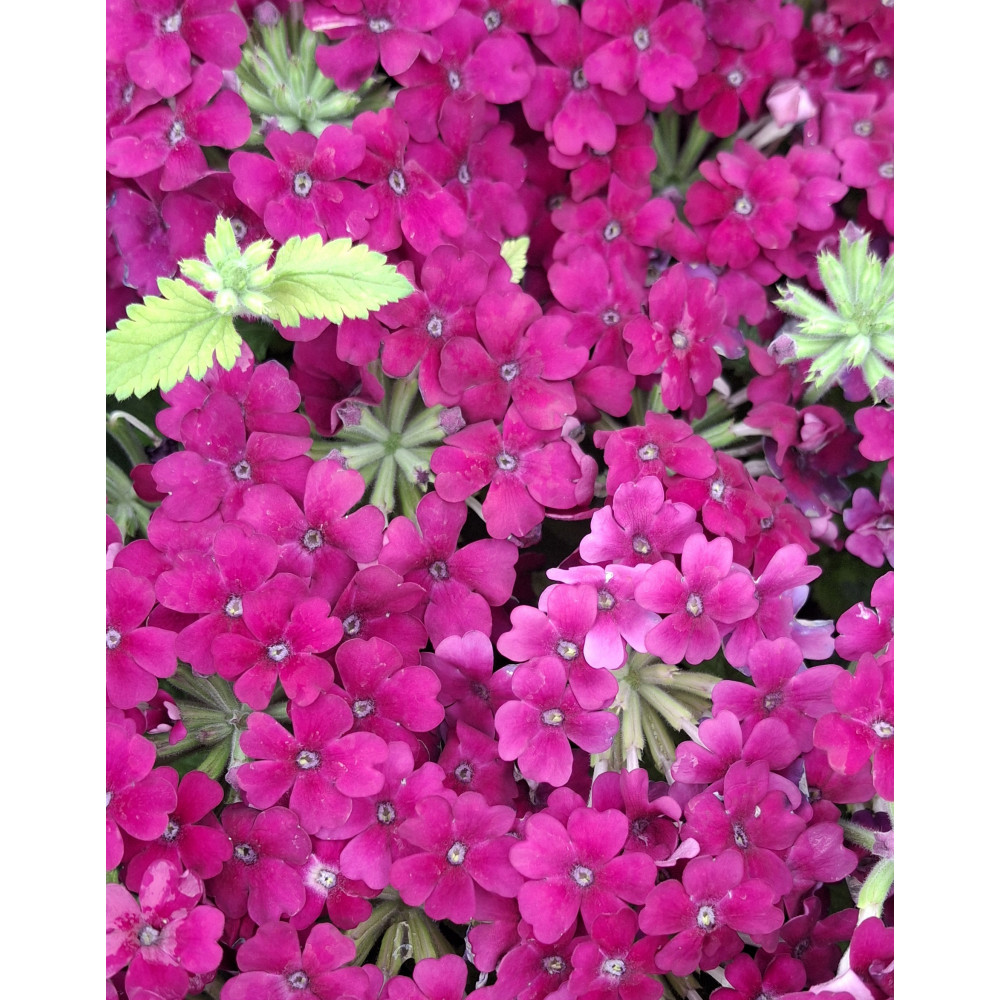 Verveine Vanessa Bordeaux Verveine Vanessa Bordeaux