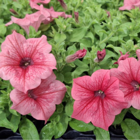 Surfinia Hot Cherry
