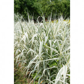 Arundo Donax Variegata - Canne De Provence