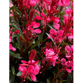 Gaura Gaudi Red Lilipop