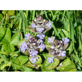 Ajuga Reptans