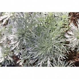 Artemesia Schmidtiana Nana