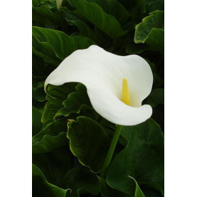 Arum Blanc
