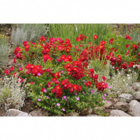 Rosier Decorosiers Vesuvia Rouge Vif