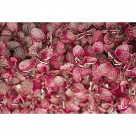 Achyrante Carminata Red Heart - Irésine
