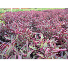 Alternanthéra Allumette Rouge