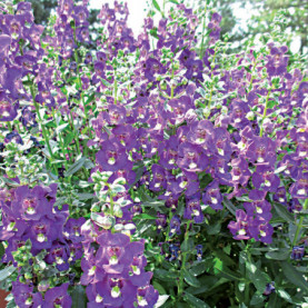 Angélonia Blue