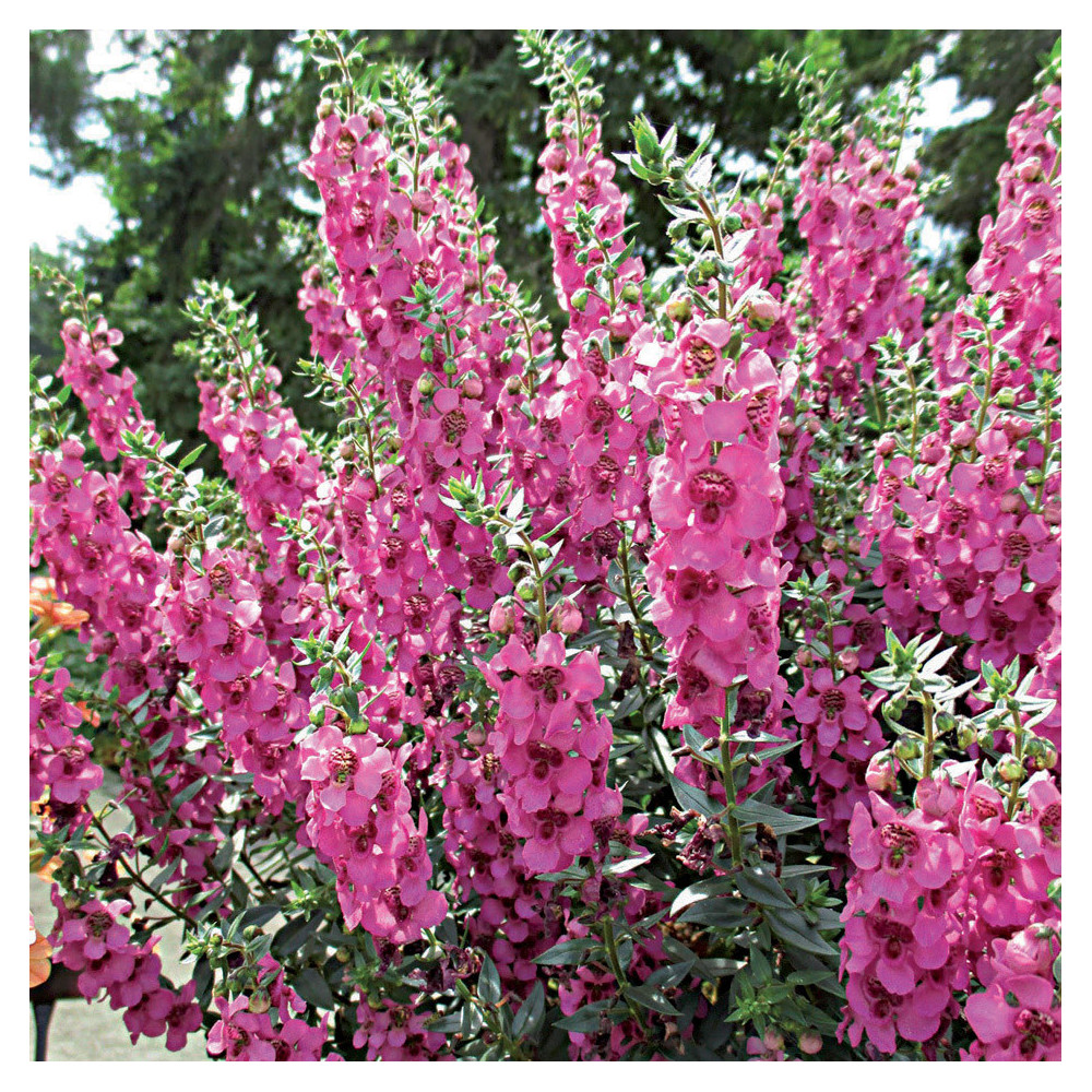 Angélonia Pink Angélonia Pink