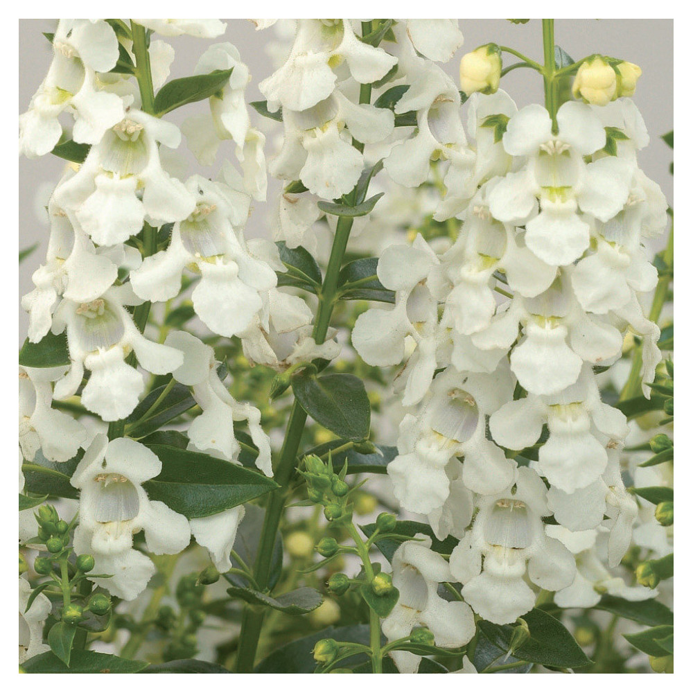 Angélonia White Angélonia White