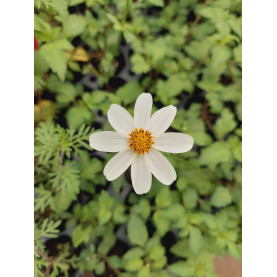 Bidens Blanc Pirates Pearl
