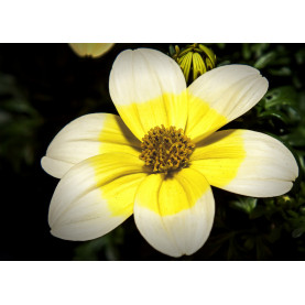 Bidens Lemon Moon Jaune Blanc
