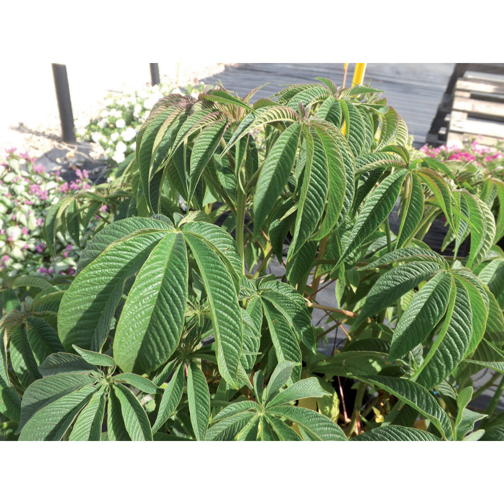 Cléome Arborescens Anomala Cléome Arborescens Anomala