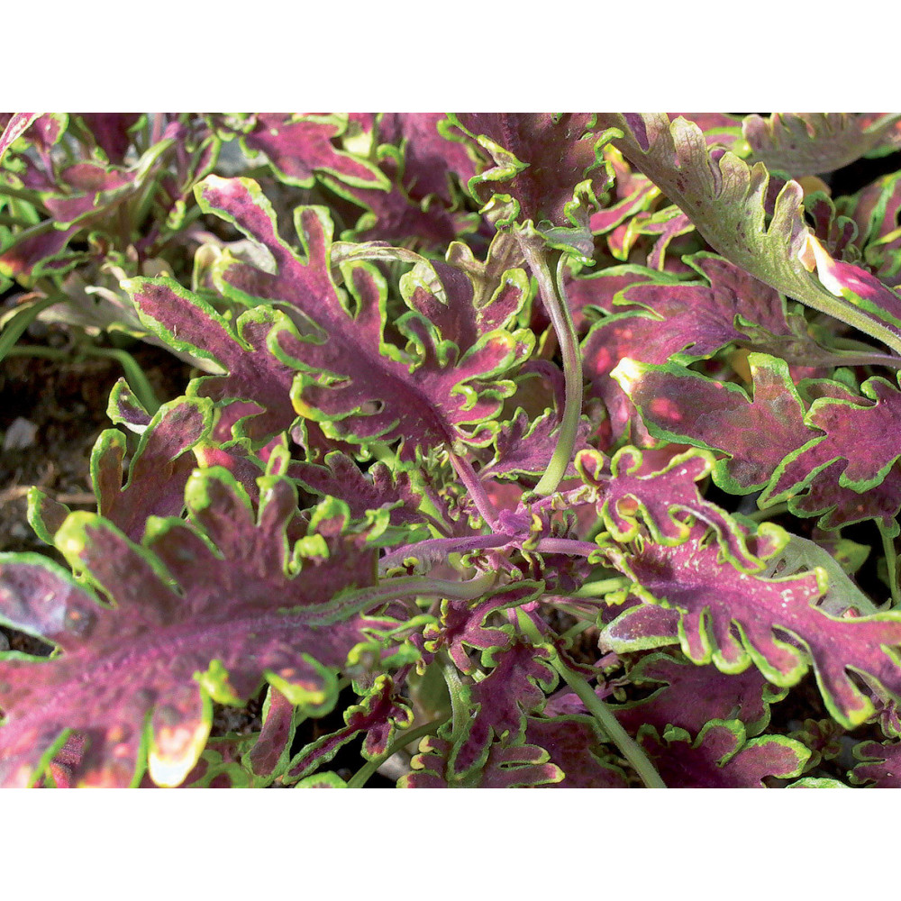 Coleus Bt De Guinée Coleus Bt De Guinée