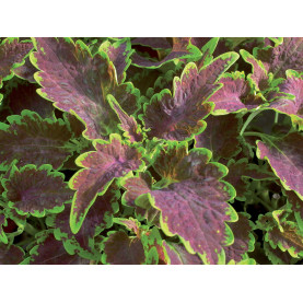 Coleus Bt Pello Marie-louise