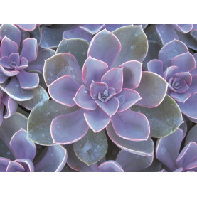 Echeveria Gloire De Nuremberg