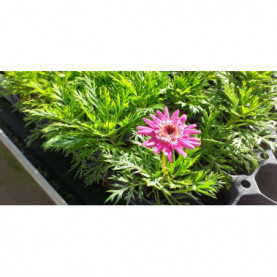 Anthemis Summer Pink Vancouver