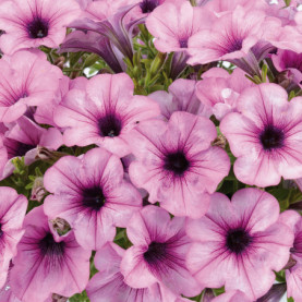 Petunia Capella Pink Lace Rose Et Pourpre