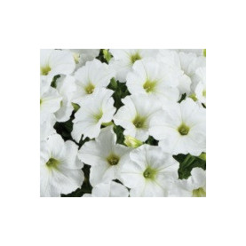 Pétunia Capella White Blanc