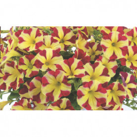 Petunia Amore Queen Of Hearts Jaune Et Rouge