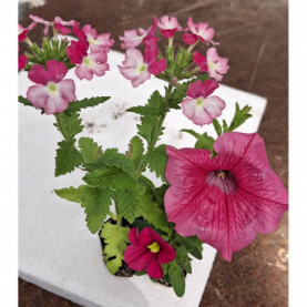 Plantes Pour Suspension Par 3