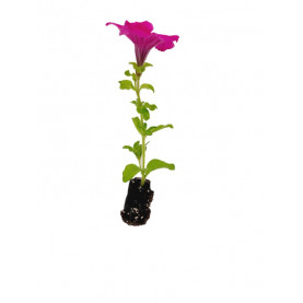 Surfinia Purple