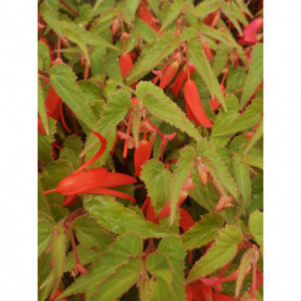 Bégonia Boliviensis Encanto Orange