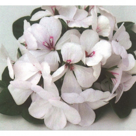 Géranium Lierre Double Roche Blanc